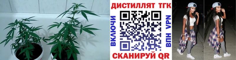 где можно купить наркотик  Щёлкино  ТГК вейп 